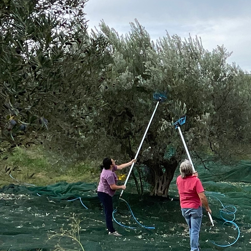 Récolte des olives