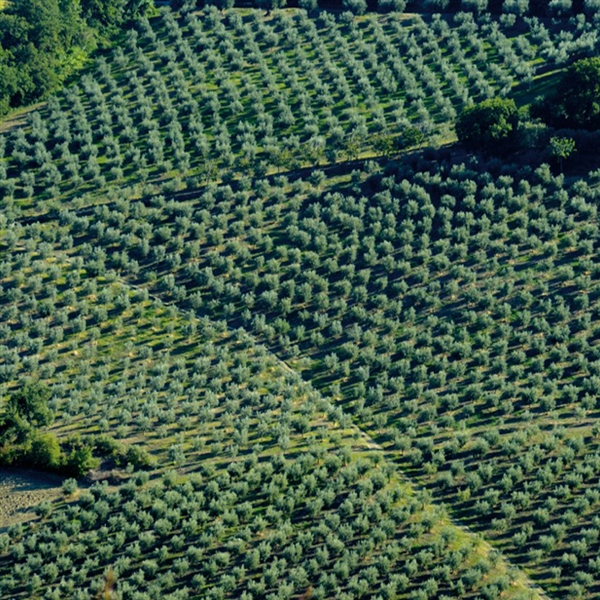 Our olive trees